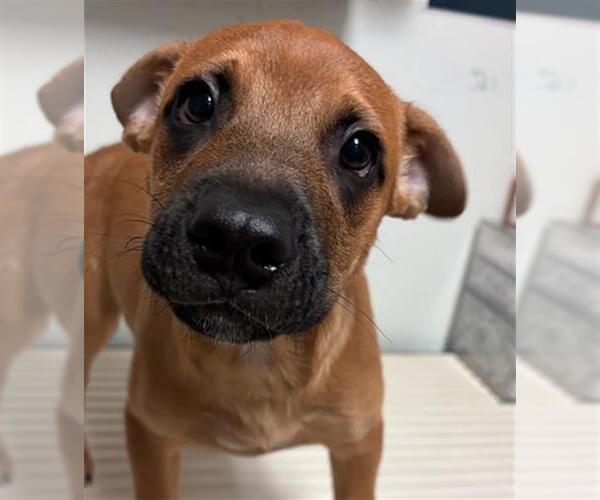 Medium Photo #1 Mutt Puppy For Sale in Bakersfield, CA, USA