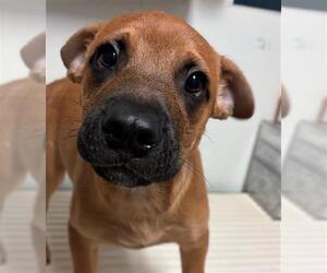 Mutt Dogs for adoption in Bakersfield, CA, USA