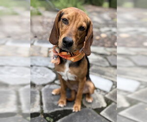 Mutt Dogs for adoption in Warrenton, VA, USA