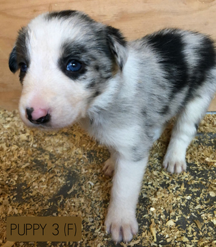 Medium Photo #1 Border Collie Puppy For Sale in WHITE SALMON, WA, USA