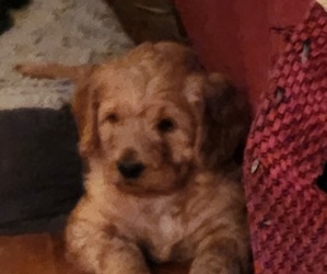 Labradoodle Puppy for sale in VIENNA, IL, USA