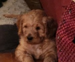 Small Photo #1 Labradoodle Puppy For Sale in VIENNA, IL, USA