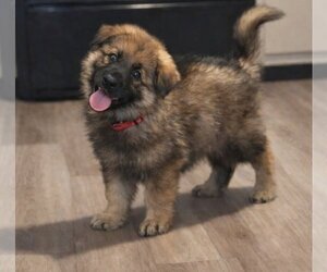 Medium German Shepherd Dog