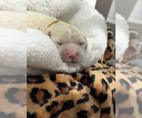 Medium Photo #7 Goldendoodle Puppy For Sale in NORTH AUGUSTA, SC, USA