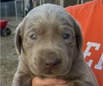 Puppy 4 Labrador Retriever