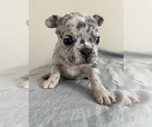 French Bulldog Puppy for Sale in BUCKEYE, Arizona USA