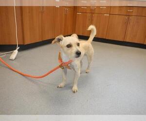 Mutt Dogs for adoption in Redwood City, CA, USA