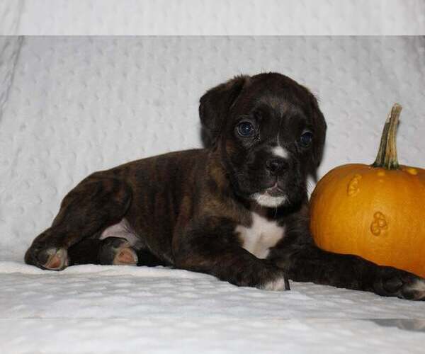 Medium Photo #3 Boxer Puppy For Sale in SHIPSHEWANA, IN, USA