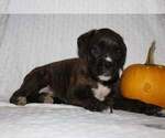 Small #2 Boxer
