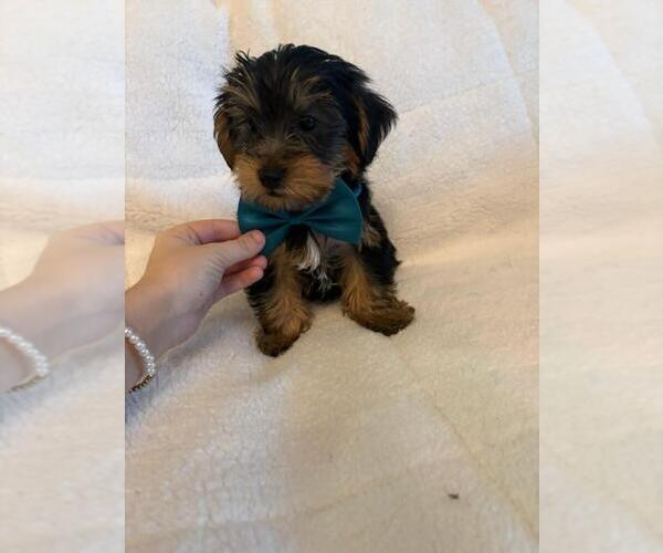Medium Photo #1 Yorkshire Terrier Puppy For Sale in WASHINGTON, GA, USA