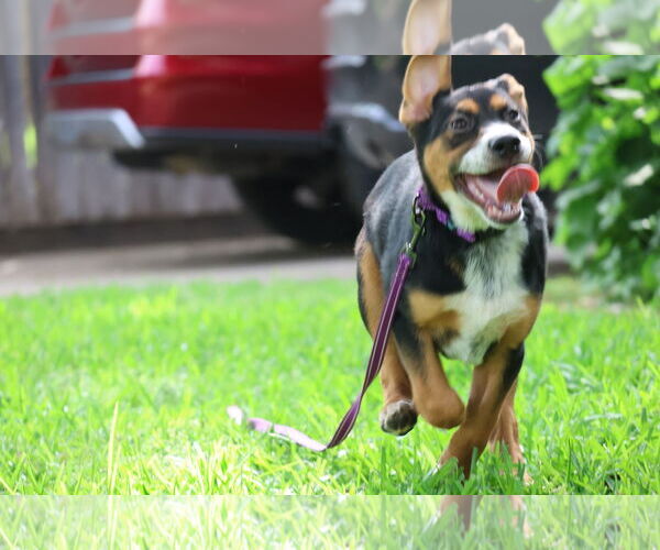 Medium Photo #8 German Shepherd Dog-Unknown Mix Puppy For Sale in Lillian, TX, USA