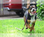 Small #7 German Shepherd Dog Mix