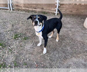 Treeing Walker Coonhound-Unknown Mix Dogs for adoption in Plano, TX, USA