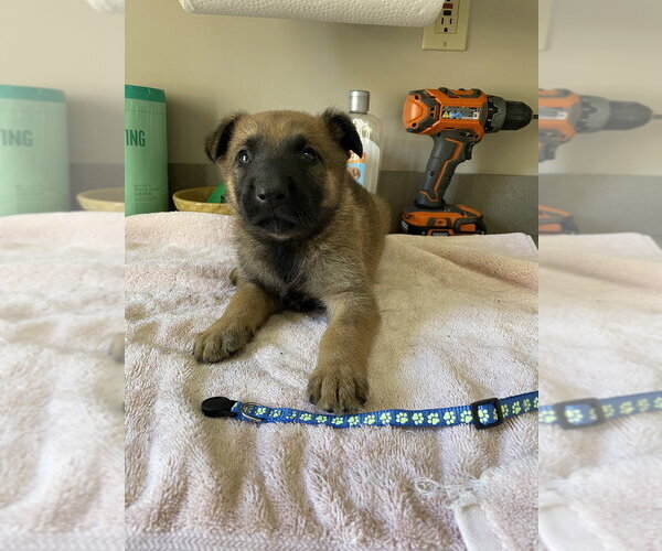 Medium Photo #4 Mutt Puppy For Sale in Imlay City, MI, USA