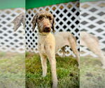 Small #2 Poodle (Standard)