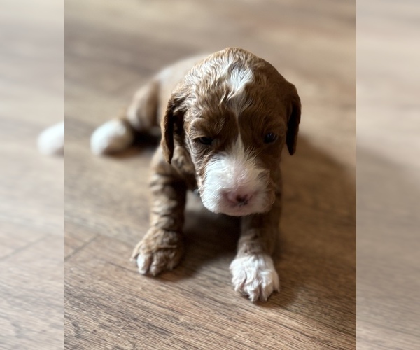 Medium Photo #8 Goldendoodle (Miniature) Puppy For Sale in SAINT MARYS, KS, USA