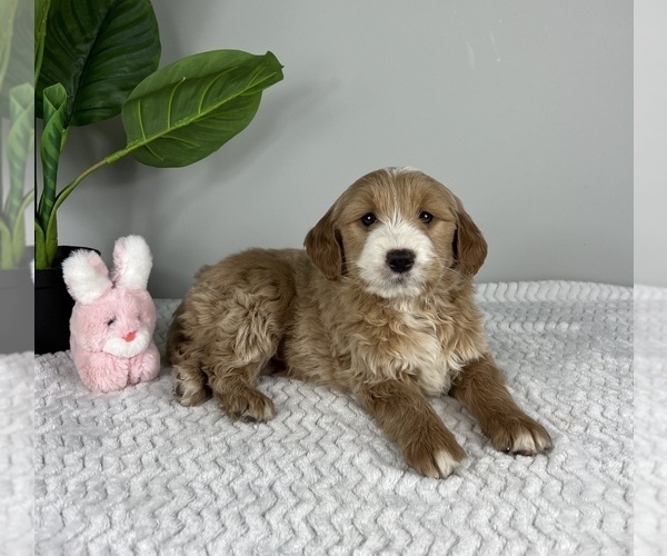 Medium Photo #6 Goldendoodle (Miniature) Puppy For Sale in FRANKLIN, IN, USA