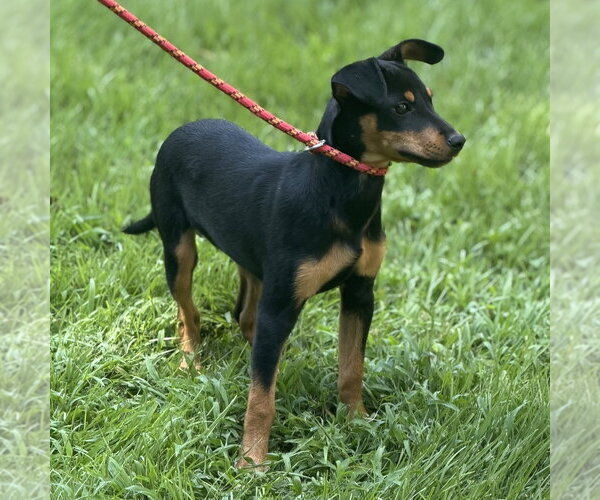 Medium Photo #3 Miniature Pinscher Puppy For Sale in Yardley, PA, USA