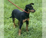 Small #2 Miniature Pinscher