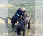 Small #2 Labrador Retriever Mix