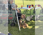 Small #2 American Staffordshire Terrier-Bulldog Mix
