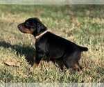 Small #3 Doberman Pinscher