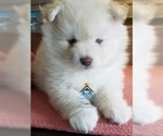 Small Photo #50 Pomeranian-Pomsky Mix Puppy For Sale in RAMSEY, MN, USA