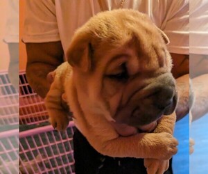 Chinese Shar-Pei Puppy for sale in NIAGARA FALLS, NY, USA