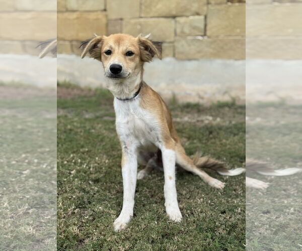 Medium Photo #1 Spaniel-Unknown Mix Puppy For Sale in PIPE CREEK, TX, USA