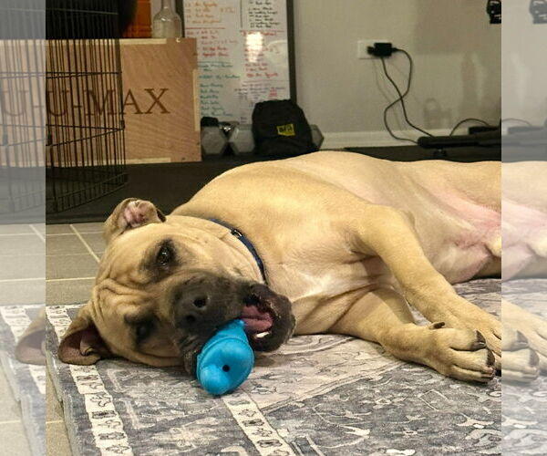 Medium Photo #2 Mastiff-Unknown Mix Puppy For Sale in Crete, IL, USA