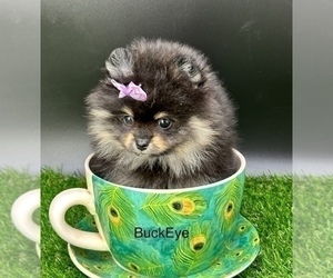 Pomeranian Dog for Adoption in CASSVILLE, Missouri USA