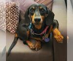 Small #2 Dachshund