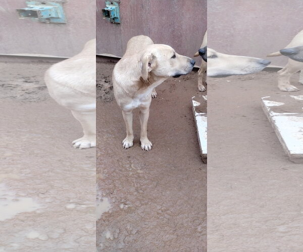 Medium Photo #4 Anatolian Shepherd-Labrador Retriever Mix Puppy For Sale in Apple Valley, CA, USA
