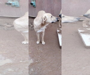 Seven Dwarfs - Male Anatolian Shepherd-Labrador Retriever Mix Dog for Adoption - Photo #4