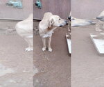 Small Photo #4 Anatolian Shepherd-Labrador Retriever Mix Puppy For Sale in Apple Valley, CA, USA