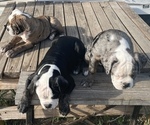 Small Photo #7 Olde English Bulldogge Puppy For Sale in FLORESVILLE, TX, USA