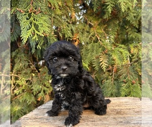 Cavapoo Puppy for sale in MIDDLEBURY, IN, USA