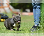 Small #10 French Bulldog