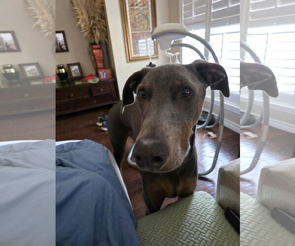 Medium Photo #2 Doberman Pinscher Puppy For Sale in McKinney, TX, USA