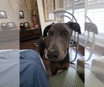 Small #1 Doberman Pinscher