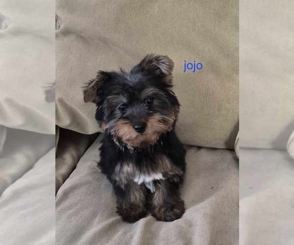 Medium Photo #3 Yorkshire Terrier Puppy For Sale in DETROIT, MI, USA