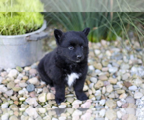Medium Photo #2 Pomsky Puppy For Sale in GOSHEN, IN, USA