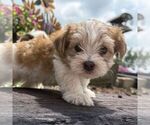 Small #3 Morkie