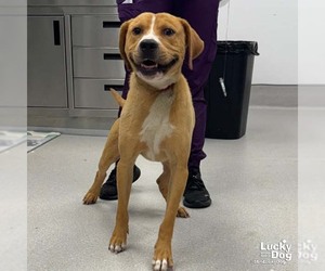 Woody - Male Labrador Retriever-Unknown Mix Dog for Adoption - Photo #3