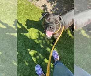 Labrador Retriever-Unknown Mix Dogs for adoption in Hilton Head, SC, USA