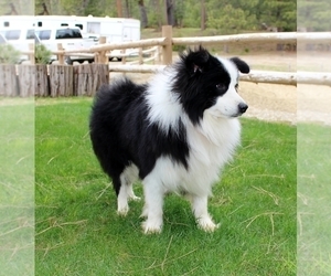 Border Collie Puppy for sale in MARIPOSA, CA, USA