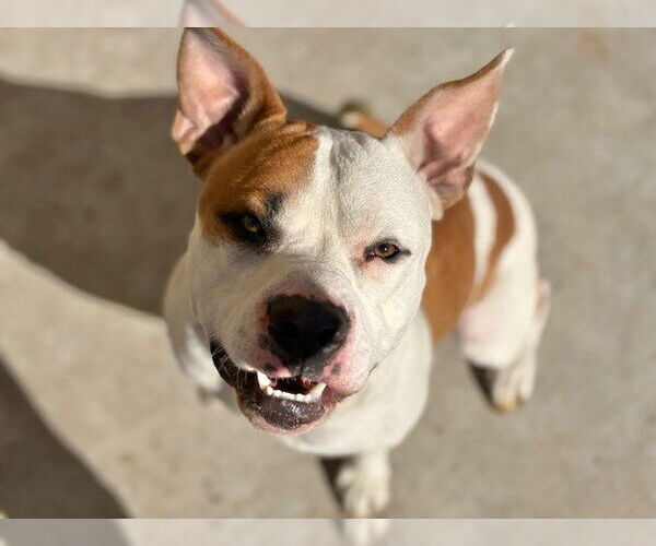 Medium Photo #1 Mutt Puppy For Sale in Tulsa, OK, USA