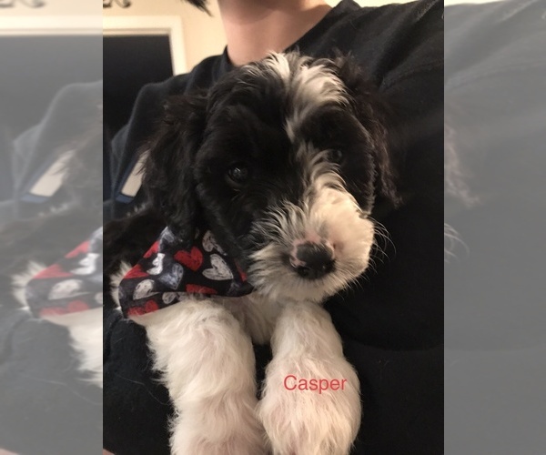 Medium Photo #1 Bordoodle Puppy For Sale in HENDERSONVILLE, NC, USA