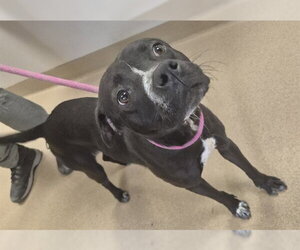 Mutt Dogs for adoption in Decatur, IL, USA