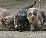 Small Photo #7 American Bully Puppy For Sale in CARY, NC, USA